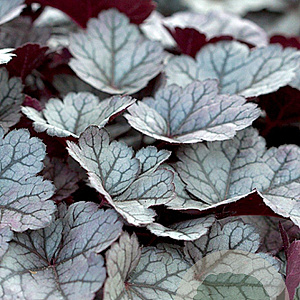 Heuchera 'Glitter' GM P9