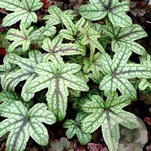Heucherella 'Kimono' GM P9