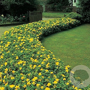 Hypericum calycinum 15-20 cm 2,5L
