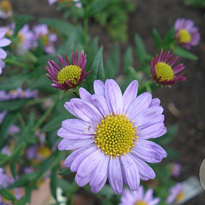 Kalimeris mongolica 'Antonia' GM P9