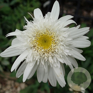 Leucanthemum (S) 'Stina' GM P9