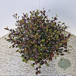 Lophomyrtus ralphii 'Purpurea Nana' 30-40 cm 5,0L