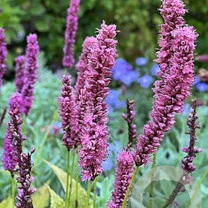 Persicaria a. 'Amethyst' GM P9