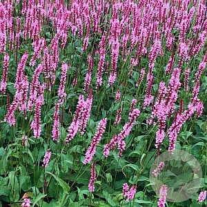 Persicaria a. 'Fascination' GM P9