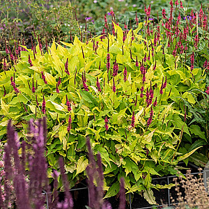 Persicaria a. 'Golden Arrow' GM P9
