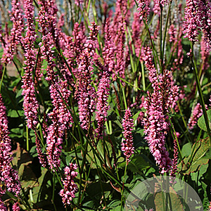 Persicaria a. 'Rowden Gem' GM P9