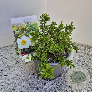 Potentilla f. 'Tilford Cream' 25 cm 2,5L