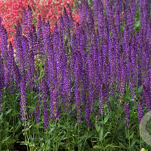 Salvia nem. 'Wesuwe' GM P9