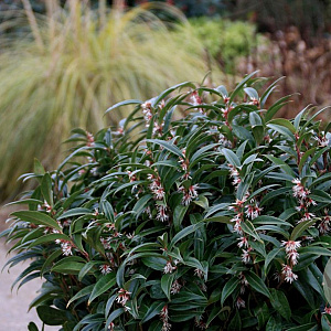 Sarcococca h. Winter Gem 25-30 cm 2,5L