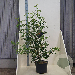 Sorbus 'Dodong' 150-175 cm 20L meerstammig