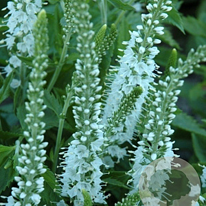 Veronica spic. 'Icicle' GM P9
