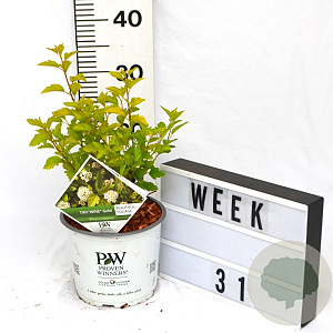 Physocarpus opulif. Tiny Wine Gold 40-60 cm 3,0L
