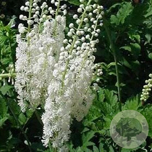 Actaea racemosa cordifolia GM P9