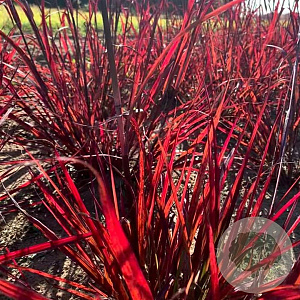Andropogon 'Red October' GM P9