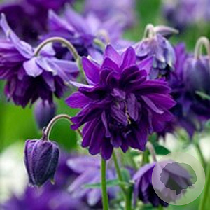Aquilegia v. 'Blue Barlow' GM P9
