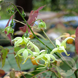 Epimedium fr. 'Brimstone Butterfly' GM P9