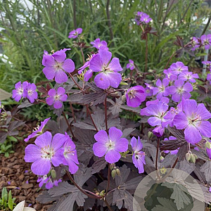 Geranium macul. Stormy Night GM P9