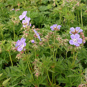 Geranium pr. 'Mrs Kendall Clark' GM P9