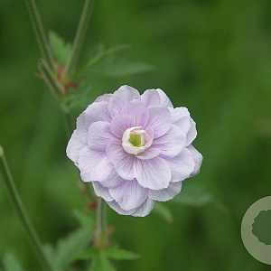 Geranium pr. 'Summer Skies' GM P9