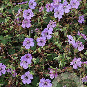 Geranium w. 'Bocoalspl' GM P9