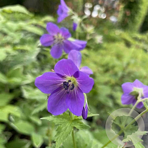 Geranium sylv. 'Birch Lilac' GM P9
