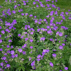 Geranium sylv. 'Mayflower' GM P9