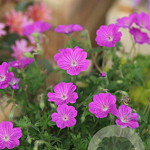 Geranium sang. 'Nanum' GM P9