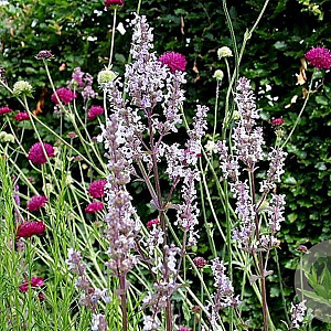 Nepeta nuda 'Anne's Choice' GM P9