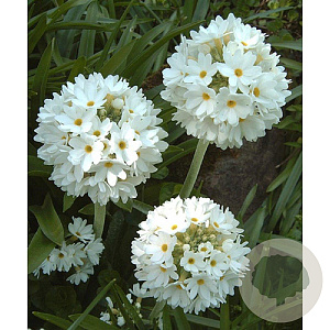 Primula dent. 'Alba' GM P9