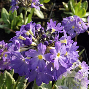 Primula dent. 'Cashmeriana' GM P9