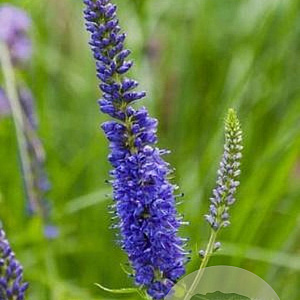 Veronica longif. 'Blauriesin' GM P9