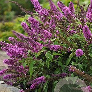 Buddleja davidii 'Free Petite' 30-40 cm 3,0L