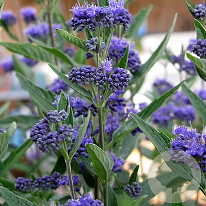 Caryopteris cland. 'Thetis' 30-40 cm 3,0L