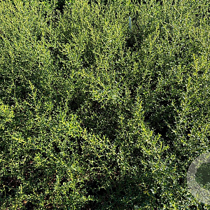 Ceanothus 'Concha' 20-25 cm 2,0L