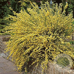 Cytisus praecox 30-40 cm 3,0L