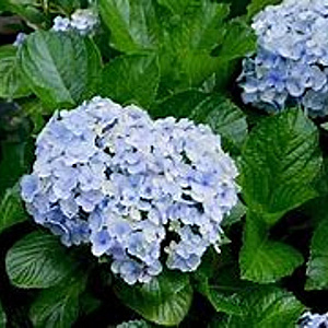 Hydrangea m. 'Adria' 25-30 cm 3,5L