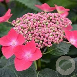 Hydrangea m. 'Kardinal' 25-30 cm 3,5L