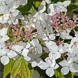 Hydrangea m. 'Mariesii Grandiflora' 25-30 cm 3,5L