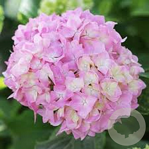 Hydrangea m. 'Taube' 25-30 cm 3,5L