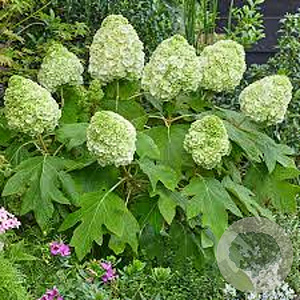 Hydrangea querc. Tara 30-40 cm 3,0L