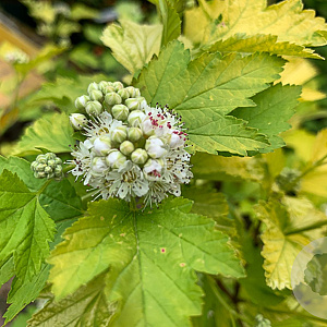 Physocarpus opulif. 'Nugget' 25-30 cm 3,5L