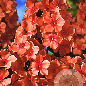 Phlox paniculata 'Orange Perfect' 30-40 cm 3,0L