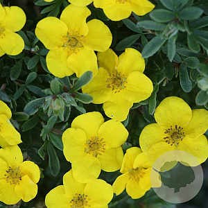 Potentilla f. 'Klondike' 25-30 cm 3,5L