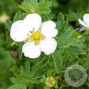 Potentilla f. 'Snowflake' GM P15