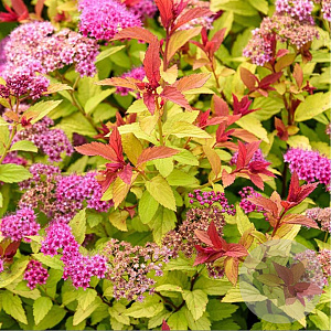 Spiraea jap. 'Sparkling Carpet' 25-30 cm 3,5L