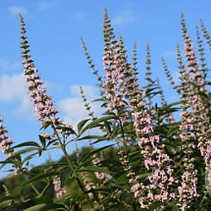 Vitex agnus-castus Galactic Pink 25-30 cm 2,0L