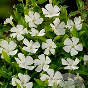 Vinca minor 'Elisa' GM P9