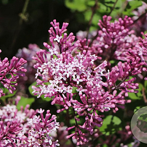 Syringa meyeri Lillifee 40-50 cm 5,0L