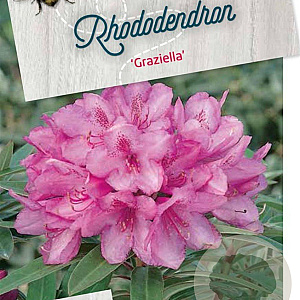 Rhododendron (AP) 'Graziella' 30-35 cm 5,0L