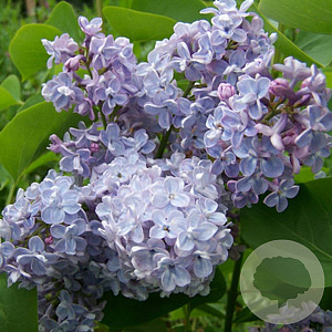 Syringa v. 'Président Grévy' 60-80 cm 13L